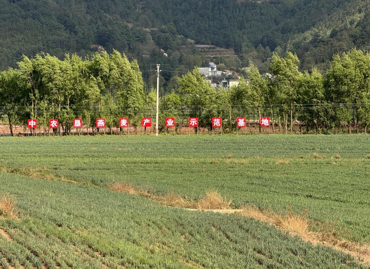 云南省曲靖市会泽县大桥乡中垦草业公司燕麦工业树模基地.png